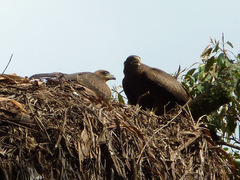 Milvus migrans parasitus