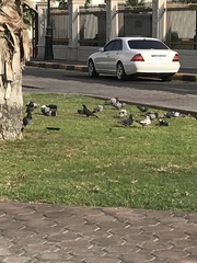 Columba livia domestica