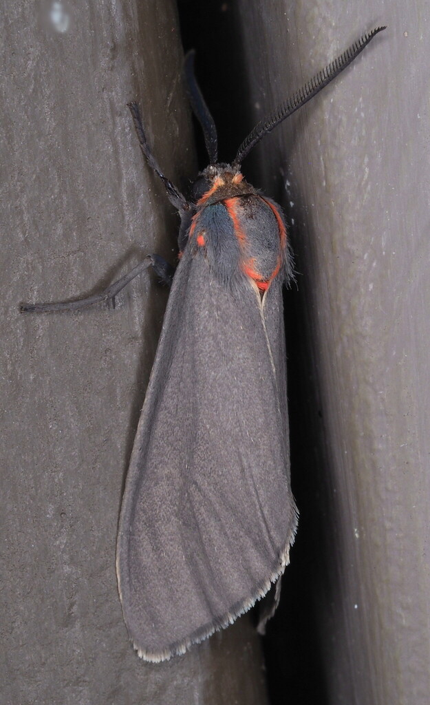 Pygarctia neomexicana