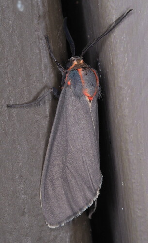Pygarctia neomexicana