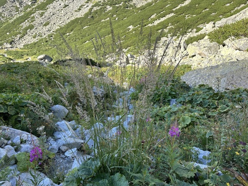 Mountain smallreed (Calamagrostis varia)