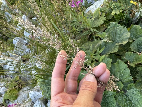 Calamagrostis varia, photograph 6