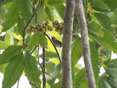 Orthotomus sepium