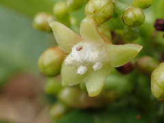 Red Psychotria