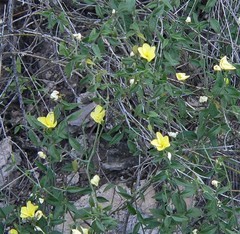 Haplophyton crooksii