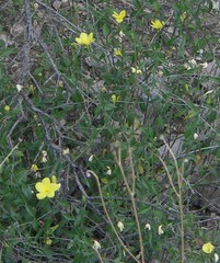Haplophyton crooksii