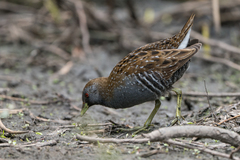 Porzana fluminea