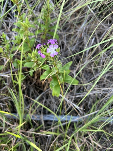 Dianthus japonicus, photograph 5
