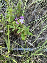 (c) pavlaki1968, some rights reserved (CC BY) Dianthus japonicus, photograph (c) pavlaki1968, some rights reserved (CC BY)