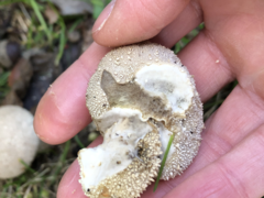 Lycoperdon perlatum