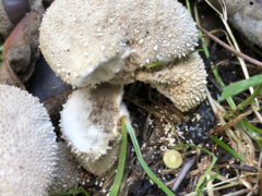 Lycoperdon perlatum