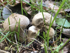 Lycoperdon perlatum