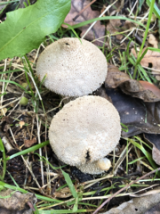 Lycoperdon perlatum