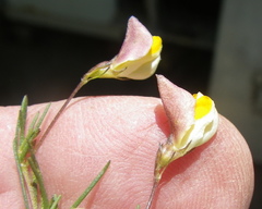 Aspalathus bracteata