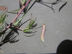 Aspalathus bracteata