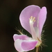 Grona heterophylla - Photo no hay derechos reservados, subido por 葉子