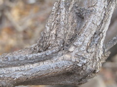Grewia flavescens