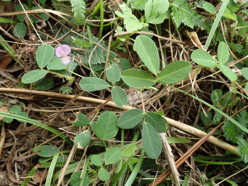 Grona heterophylla