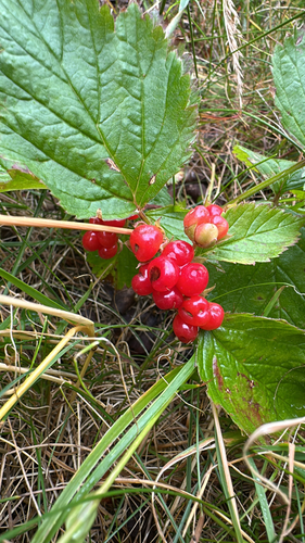 Stone Bramble