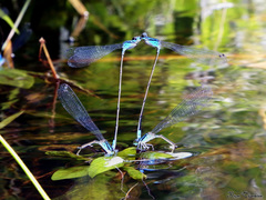 Archibasis oscillans