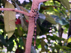 Gynacantha dravida
