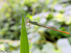 Agriocnemis keralensis