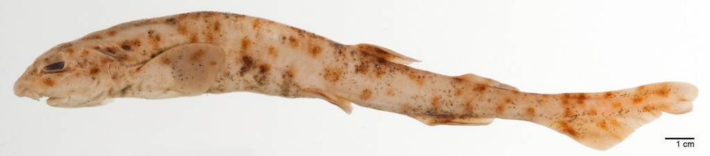Brown-spotted catshark