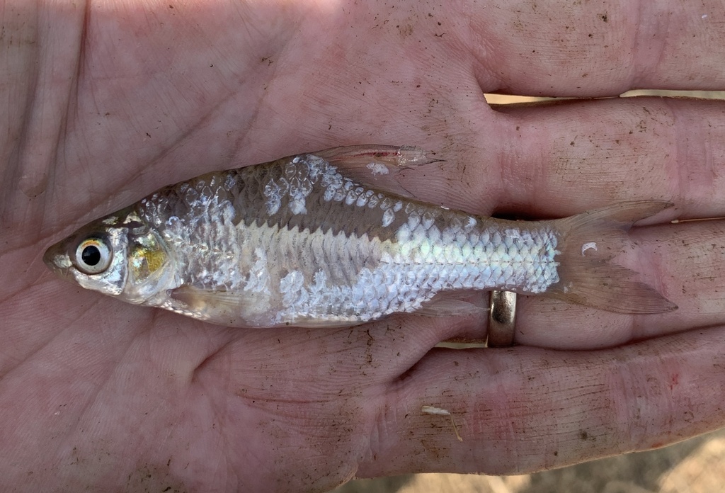 Zanzibar barb (Enteromius zanzibaricus) — Cyprinidae