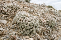 Paronychia macrosepala