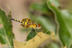 Celithemis amanda