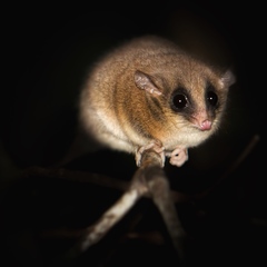 Cercartetus caudatus