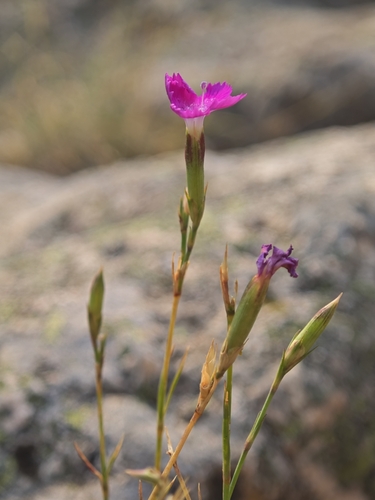 Dianthus graniticus, photograph 3