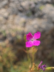 (c) Aubin NORMAND, some rights reserved (CC BY) Dianthus graniticus, photograph (c) Aubin NORMAND, some rights reserved (CC BY)