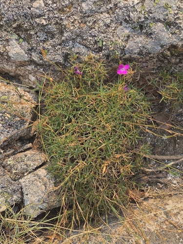 Dianthus graniticus, photograph 5