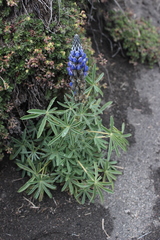 Lupinus exaltatus