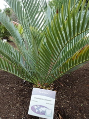 Encephalartos lehmannii