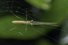 Tetragnatha - Photo (c) Masatoshi Sone, some rights reserved (CC BY-NC), uploaded by Masatoshi Sone