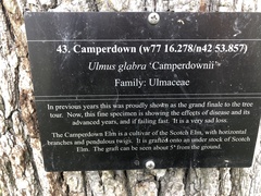 Ulmus glabra camperdownii