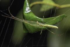 Tetragnatha hasselti