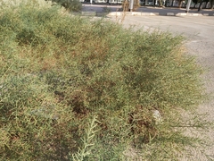 Alhagi graecorum