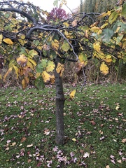 Ulmus glabra camperdownii