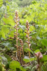 Orobanche pubescens