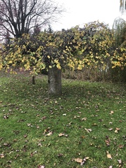 Ulmus glabra camperdownii