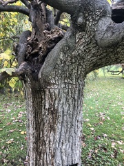 Ulmus glabra camperdownii