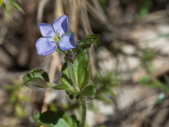 Veronica calycina