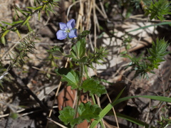 Veronica calycina