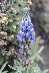 Lupinus exaltatus