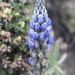 Lupinus exaltatus - Photo (c) Luis Alberto, some rights reserved (CC BY-NC), uploaded by Luis Alberto