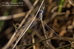 Lestes rectangularis