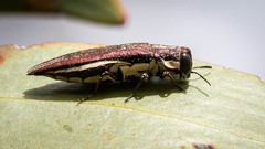 Agrilus hypoleucus